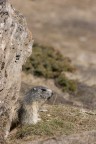 Trekking Foto-Naturalistico al Parco Nazionale del Gran Paradiso