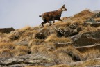 Trekking Foto-Naturalistico al Parco Nazionale del Gran Paradiso