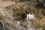 Trekking Foto-Naturalistico al Parco Nazionale del Gran Paradiso