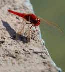 Libellula rossa Libellula rossa