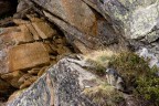 Trekking Foto-Naturalistico al Parco Nazionale del Gran Paradiso