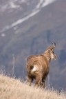 Trekking Foto-Naturalistico al Parco Nazionale del Gran Paradiso