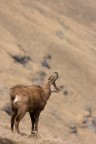 Trekking Foto-Naturalistico al Parco Nazionale del Gran Paradiso