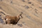 Trekking Foto-Naturalistico al Parco Nazionale del Gran Paradiso