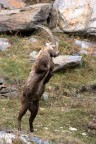 Trekking Foto-Naturalistico al Parco Nazionale del Gran Paradiso