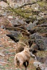 Trekking Foto-Naturalistico al Parco Nazionale del Gran Paradiso