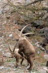 Trekking Foto-Naturalistico al Parco Nazionale del Gran Paradiso