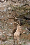 Trekking Foto-Naturalistico al Parco Nazionale del Gran Paradiso