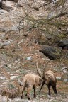 Trekking Foto-Naturalistico al Parco Nazionale del Gran Paradiso