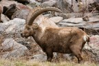 Trekking Foto-Naturalistico al Parco Nazionale del Gran Paradiso