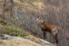 Trekking Foto-Naturalistico al Parco Nazionale del Gran Paradiso