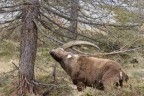 Trekking Foto-Naturalistico al Parco Nazionale del Gran Paradiso