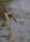 Libellula Libellula
