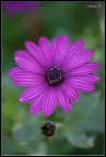 flower flower