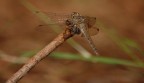 Libellula Libellula