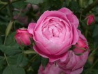 Profumo di rosa Profumo di rosa