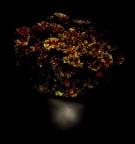 deep night flowers deep night flowers