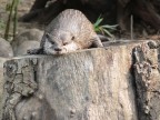 lontra lontra