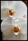 Orchidea Orchidea