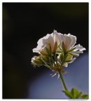 Geranio ...in controluce Geranio ...in controluce