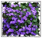 Piccole delizie....in viola Piccole delizie....in viola