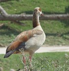 Parco Natura Viva del Garda #2 Parco Natura Viva del Garda #2