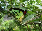 Ornithoptera Priamus Teucrus Ornithoptera Priamus Teucrus