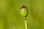 1/250 sec. f/8 a mano libera. Cosina 100 macro. Non mi tranciate per la composizione: ne avevo un'altra con inquadratura verticale ma mi  piaciuta di pi questa. Grazie!