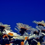 Prendo il sole in faccia! Prendo il sole in faccia!