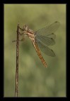 Libellula Libellula