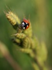 coccinella coccinella