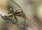 Libellula Libellula