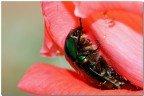 Cetonia aurata Cetonia aurata