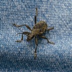 il terrore di mia moglie il terrore di mia moglie