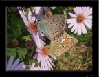 Polyommatus icarus si accoppiano Polyommatus icarus si accoppiano