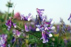 Piccoli fiori Piccoli fiori