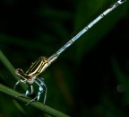 dedicato a tutto il forum:grazie per i consigli dedicato a tutto il forum:grazie per i consigli