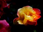 Rosa bagnata....rosa fortunata Rosa bagnata....rosa fortunata