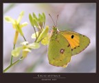 COLIAS CROCEA COLIAS CROCEA