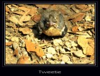 Tweetie Tweetie