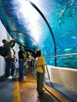 L'acquario di Barcellona col suo lungo tunnel sommerso si presta a foto di un certo effetto

Critiche e commenti sempre graiti

Ciao
Riccardo