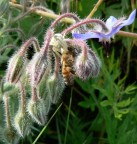 Ragno VS Ape Ragno VS Ape