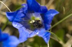 la raccolta del polline nella genziana la raccolta del polline nella genziana