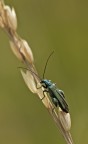 Oedemera Virescens Oedemera Virescens