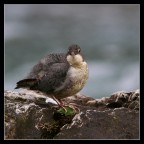 300mm+1,4 
Distanza 5m circa 
1/250 
f5,6 
400 ISO 
A mano libera. 
Abbaruffato e goffo perch si stava pulendo le piume. 
Ivo