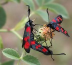 Ménage à Troi Ménage à Troi