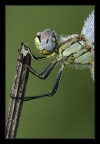 Ritratto Sympetrum fonscolombii femmina Ritratto Sympetrum fonscolombii femmina