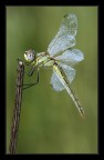 Sympetrum fonscolombii femmina Sympetrum fonscolombii femmina