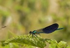Calopteryx Splendes Calopteryx Splendes