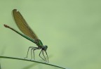 libellula libellula